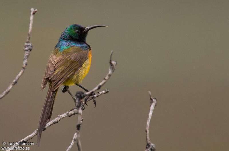 Orange-breasted Sunbird