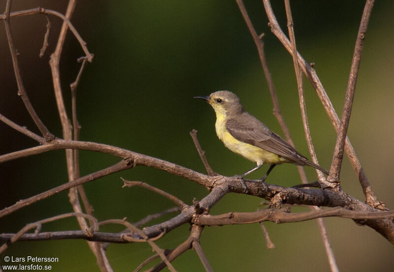 Pygmy Sunbird