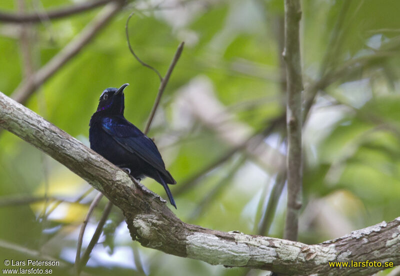 Black Sunbird