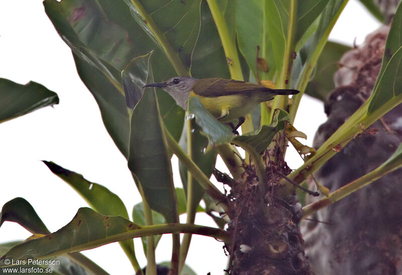 Black Sunbird