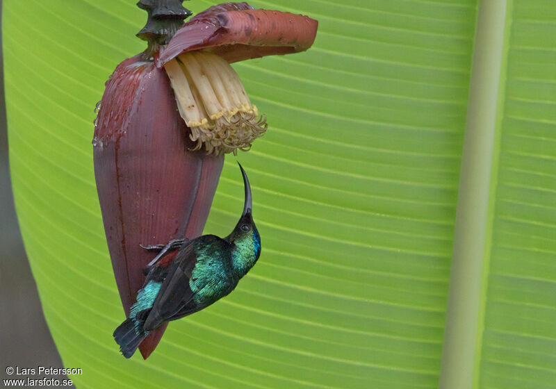 Superb Sunbird