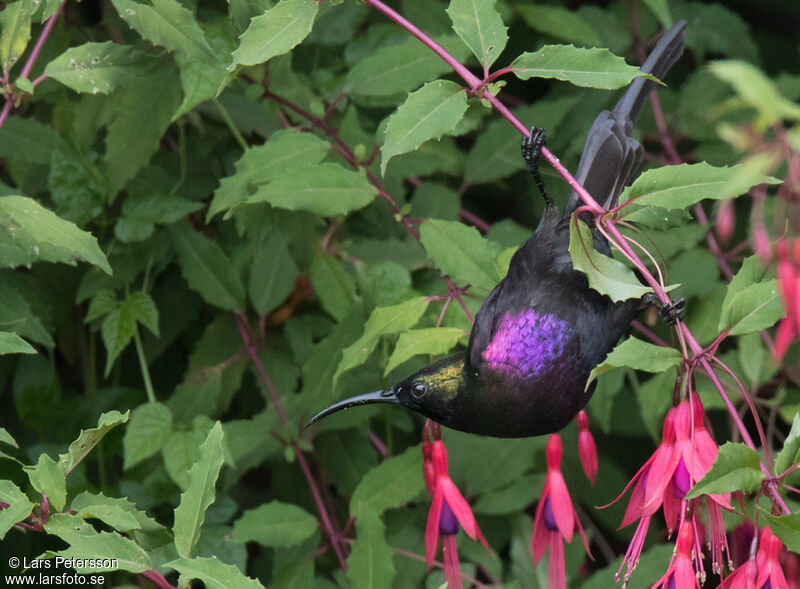 Tacazze Sunbird