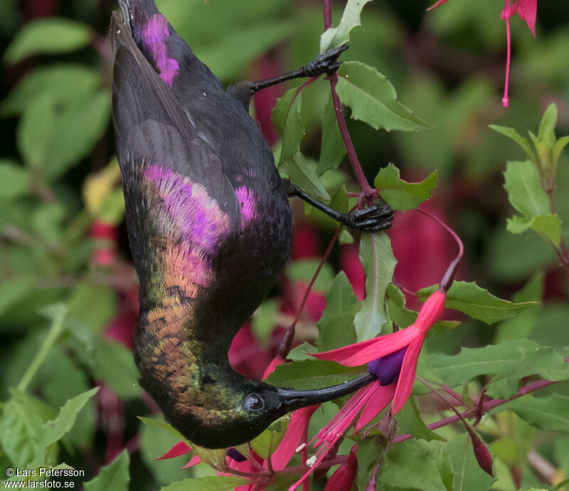 Tacazze Sunbird