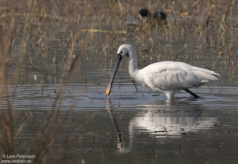 Eurasian Spoonbill