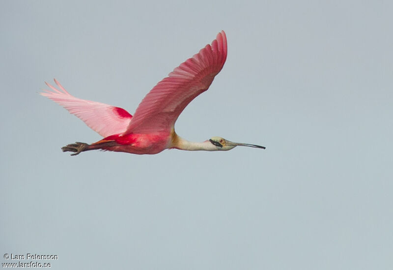 Roseate Spoonbill