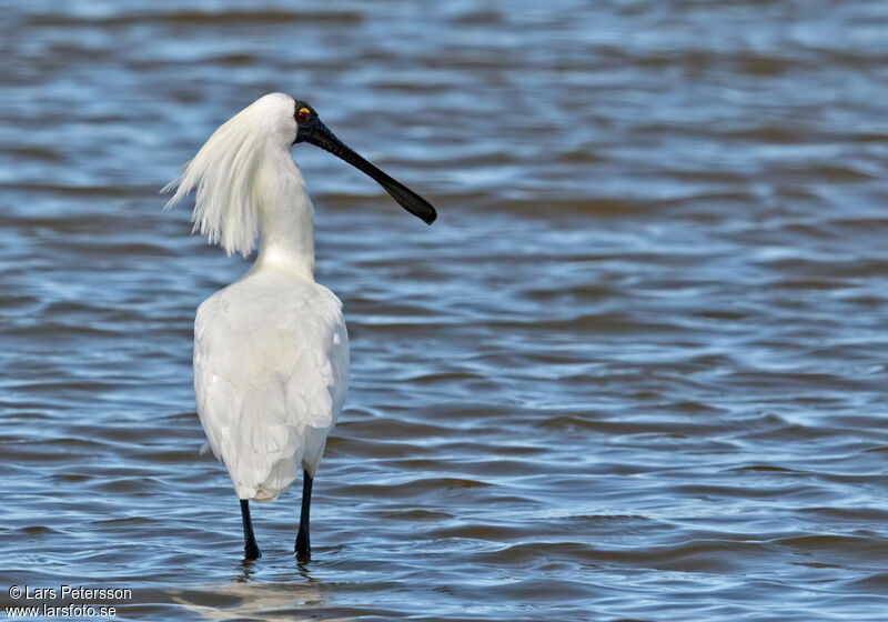 Royal Spoonbill