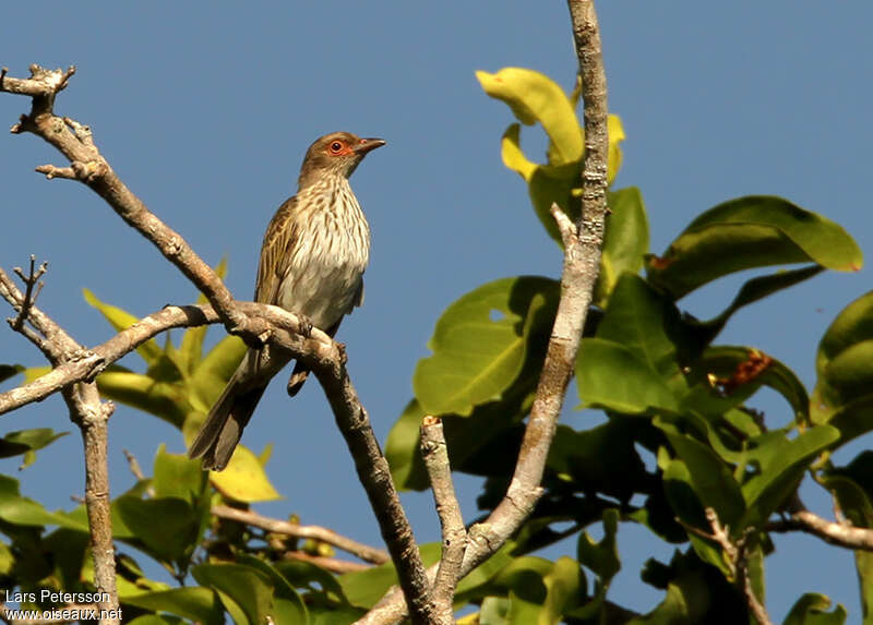 Green Figbirdimmature