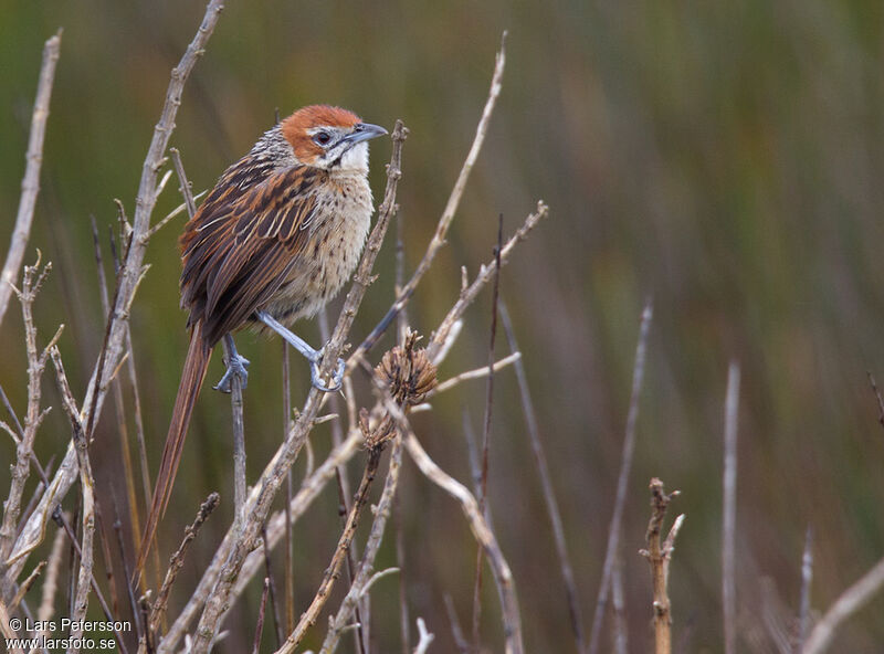 Cape Grassbird