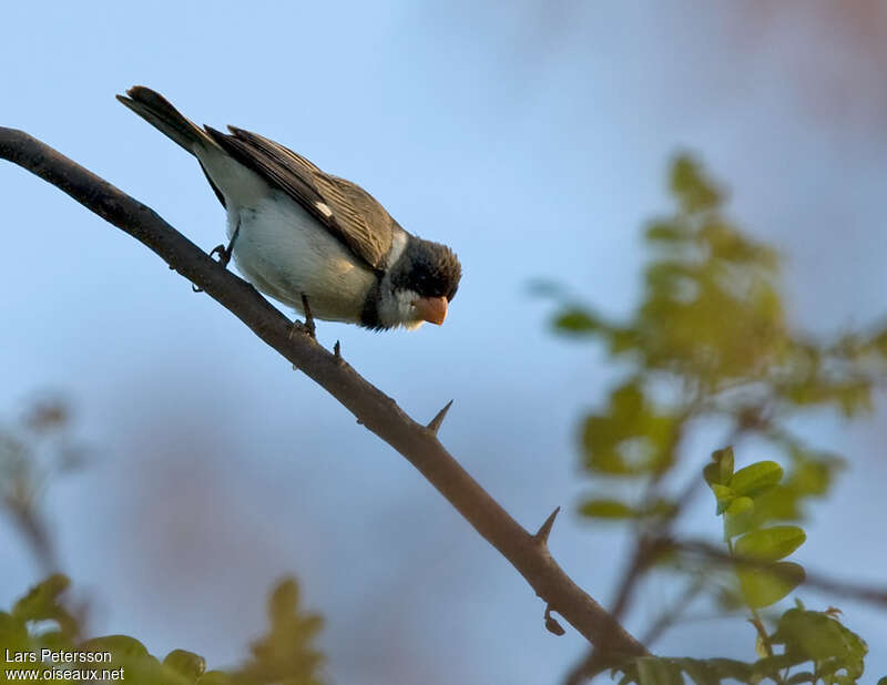 White-throated Seedeater male adult, identification