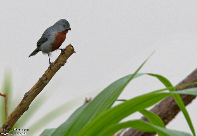 Chestnut-bellied Seedeater