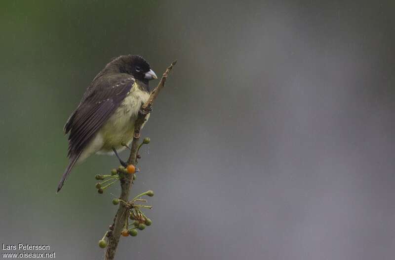 Yellow-bellied Seedeater male adult, identification, pigmentation