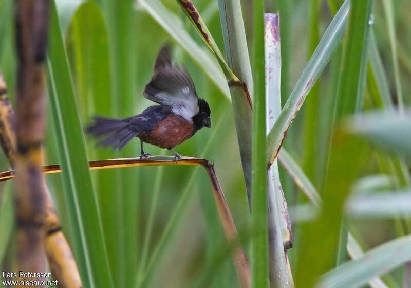 Chestnut-bellied Seed Finch male adult, habitat, pigmentation