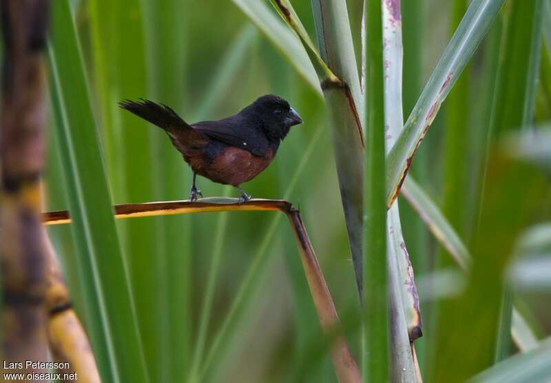 Chestnut-bellied Seed Finch male adult, identification