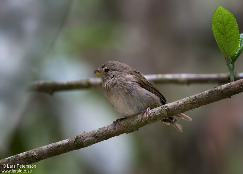 Dull-colored Grassquit