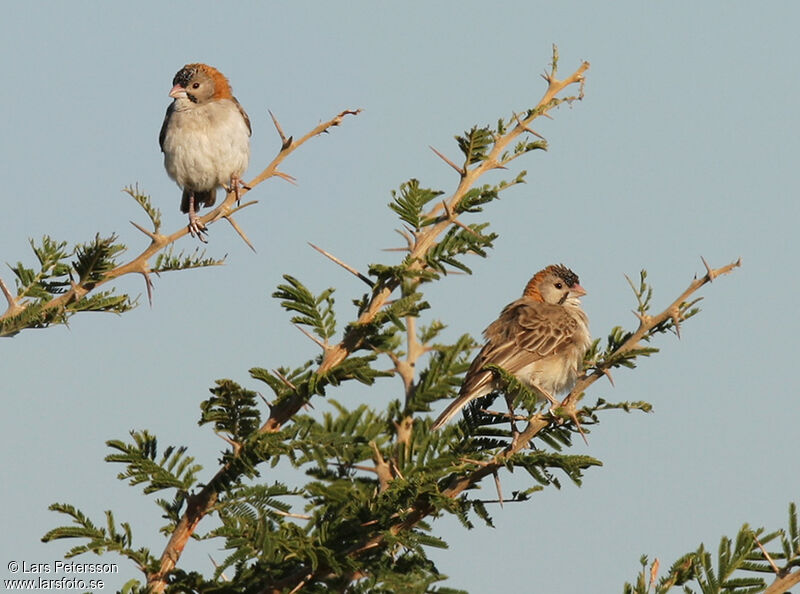 Speckle-fronted Weaver