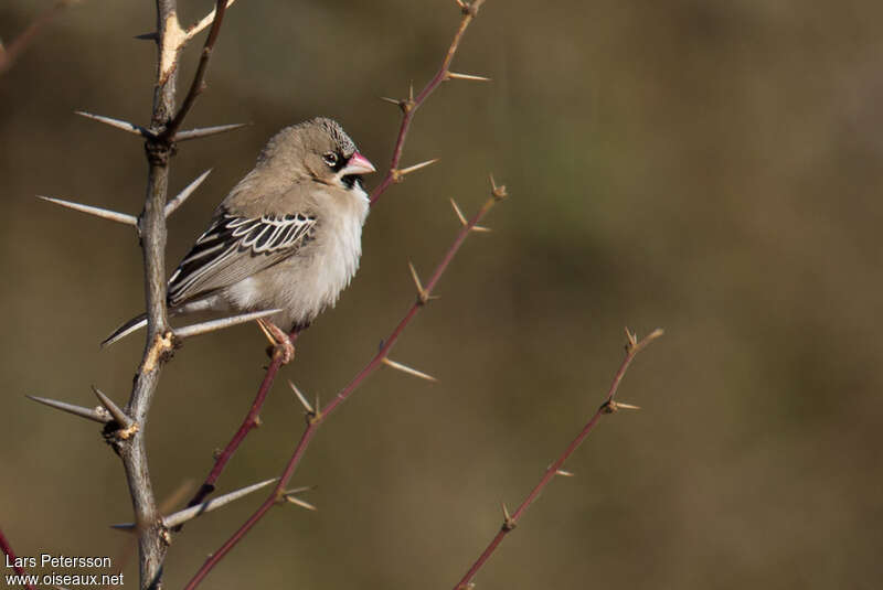 Scaly-feathered Weaveradult, identification