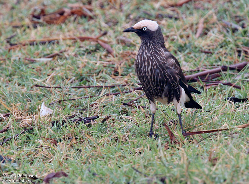 White-crowned Starling