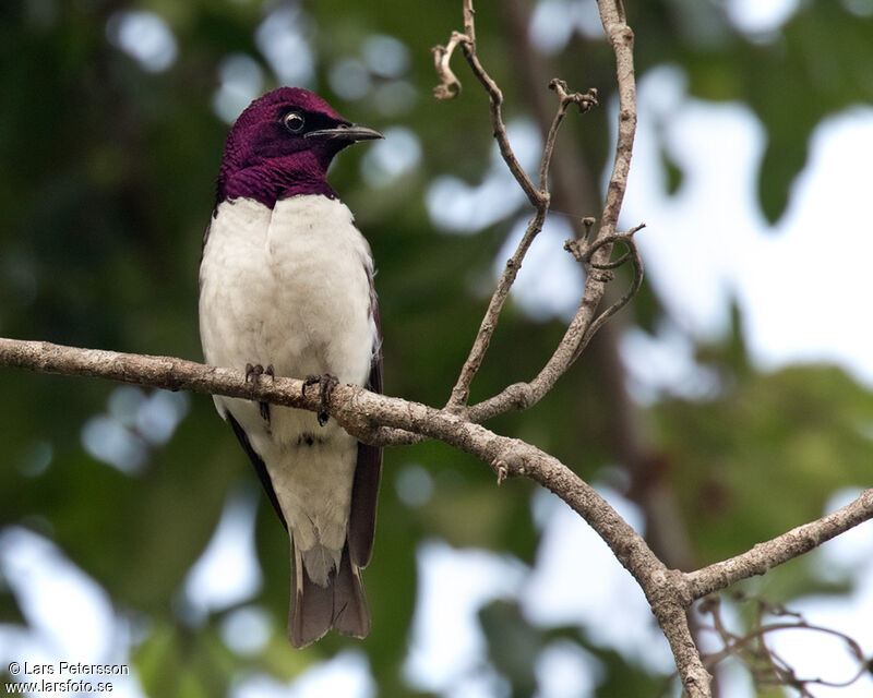 Violet-backed Starling