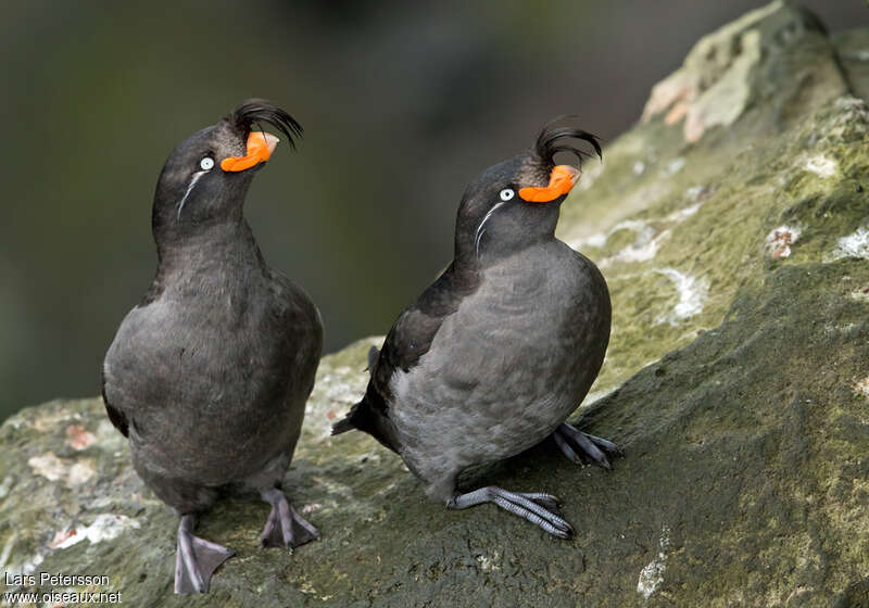 Crested Aukletadult breeding, identification