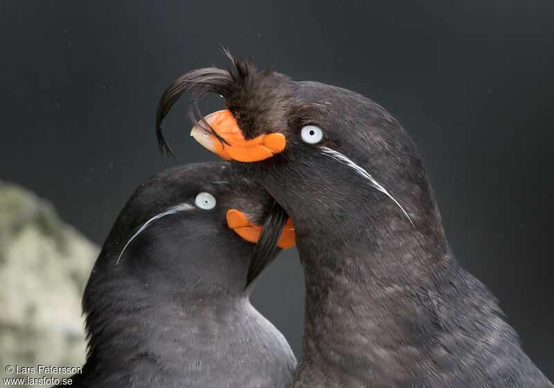 Crested Auklet