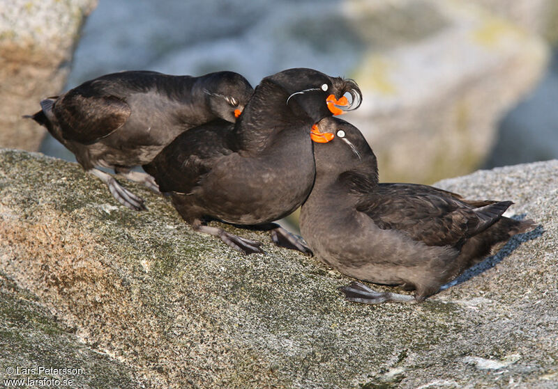 Crested Auklet