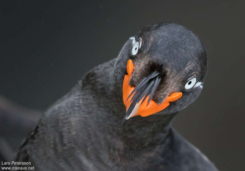 Crested Aukletadult, close-up portrait