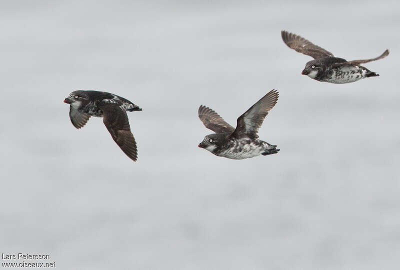 Least Auklet, Flight