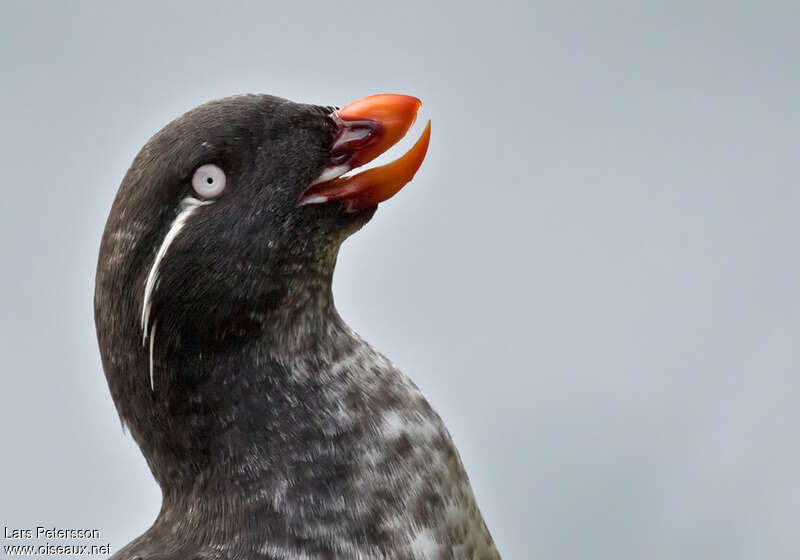 Starique perroquetadulte, portrait