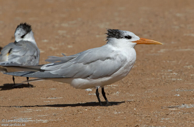 West African Crested Tern