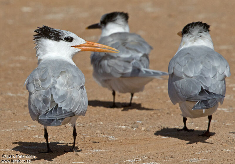 West African Crested Tern