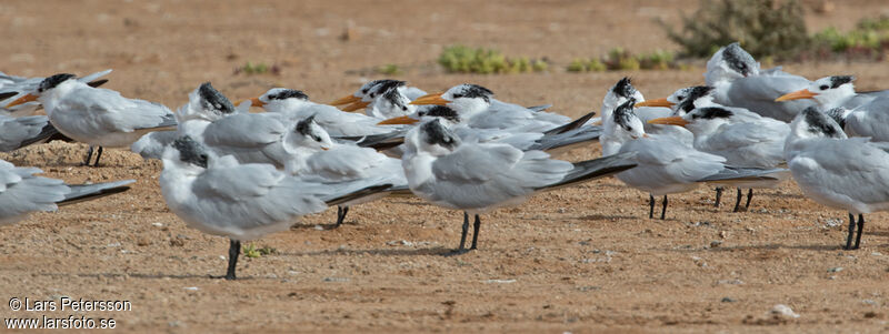 West African Crested Tern