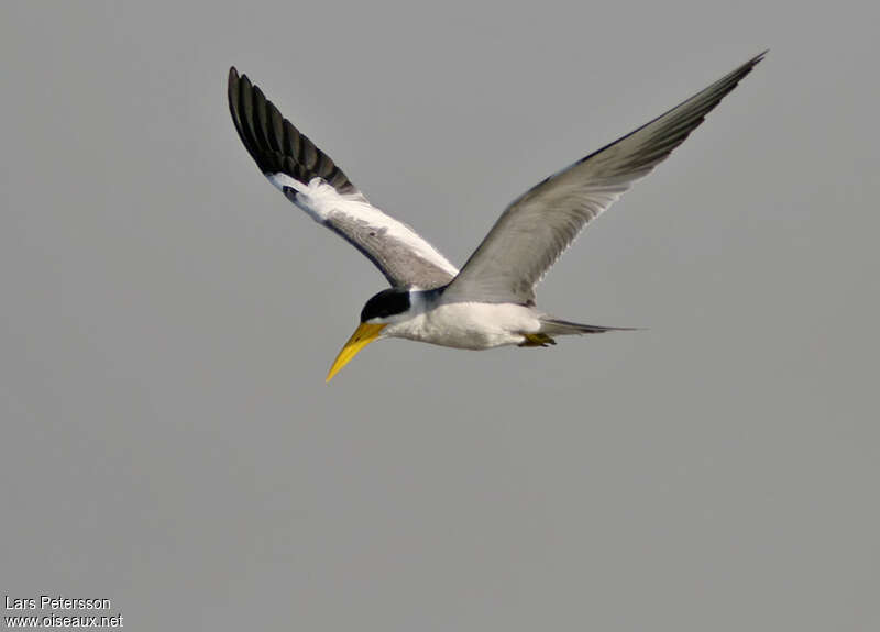 Large-billed Ternadult, pigmentation, Flight