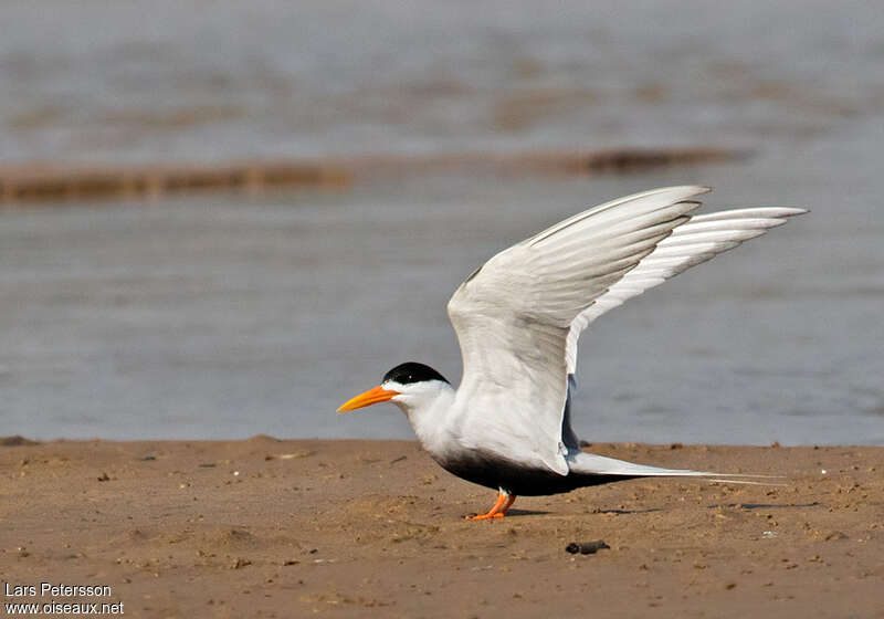 Sterne à ventre noiradulte nuptial