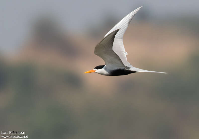 Black-bellied Ternadult breeding, Flight