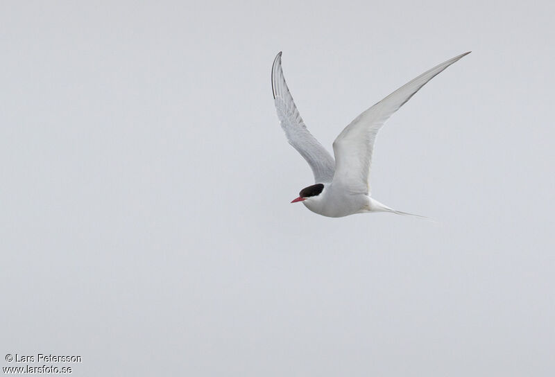 Arctic Tern