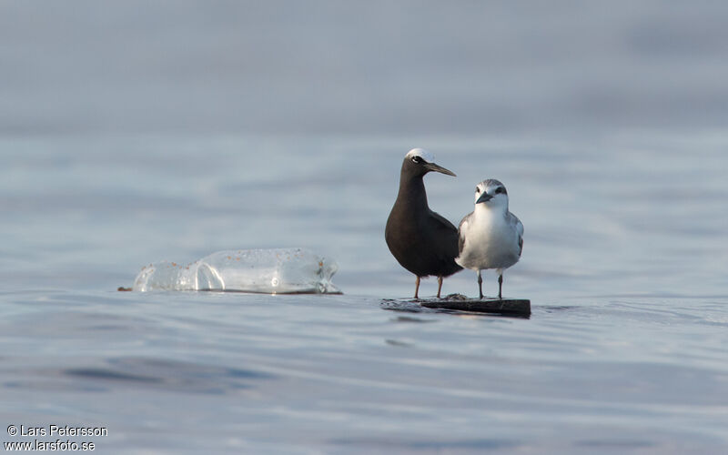 Bridled Tern