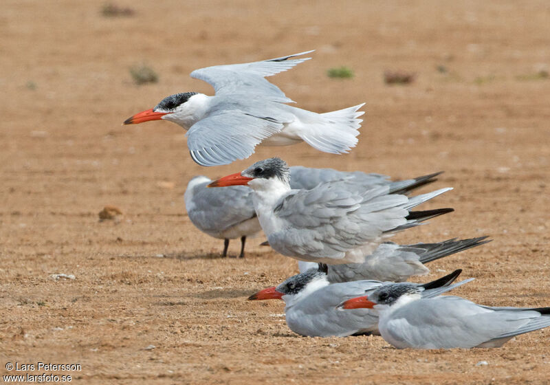 Caspian Tern