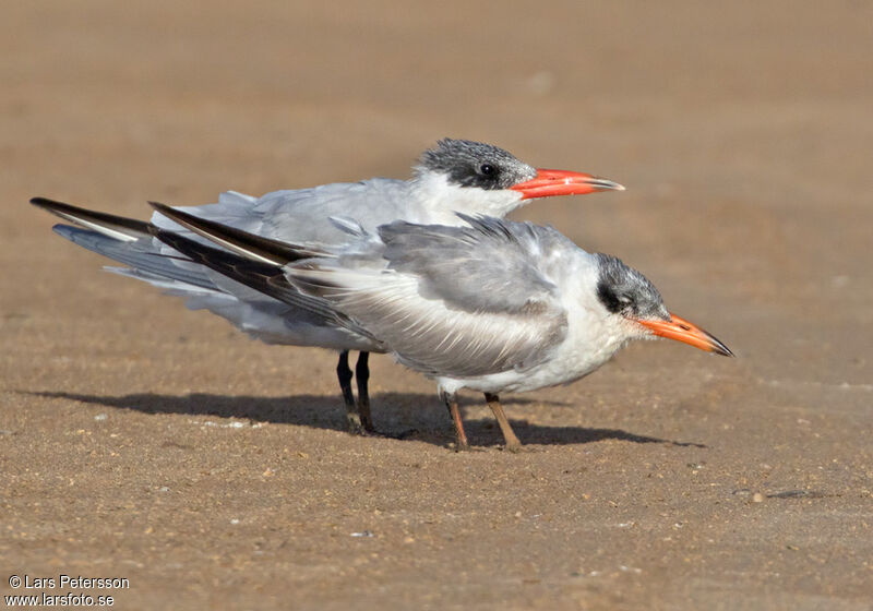 Caspian Tern