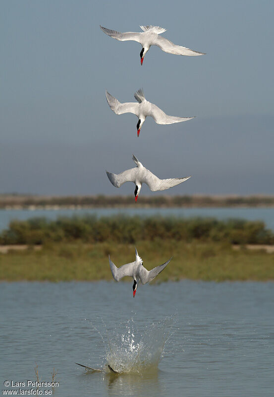 Caspian Tern