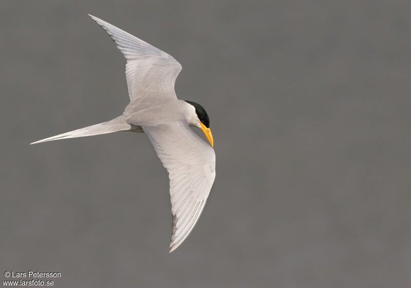 River Tern