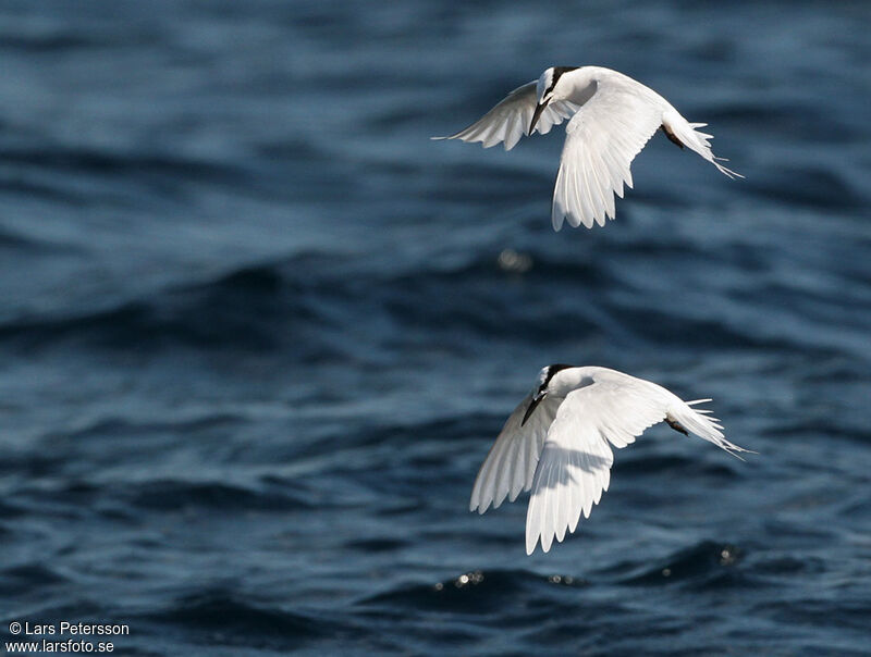 Black-naped Tern