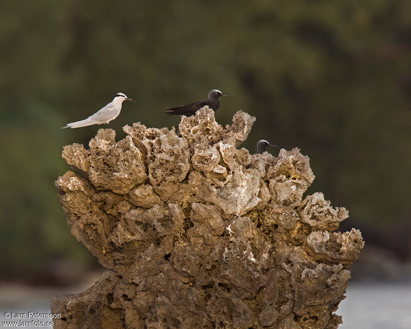 Black-naped Tern