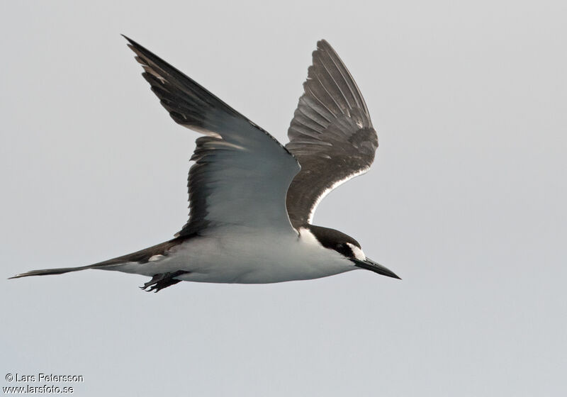 Sooty Tern