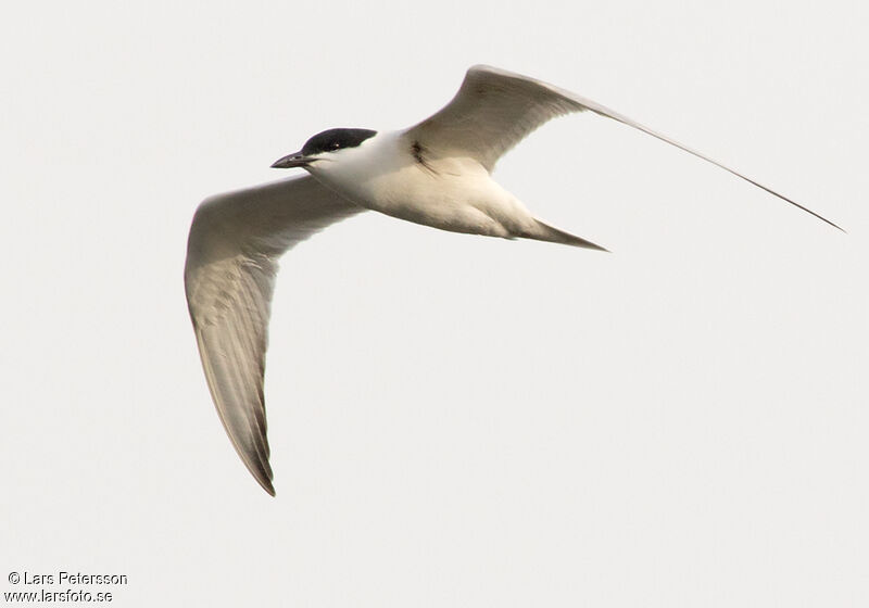 Gull-billed Tern