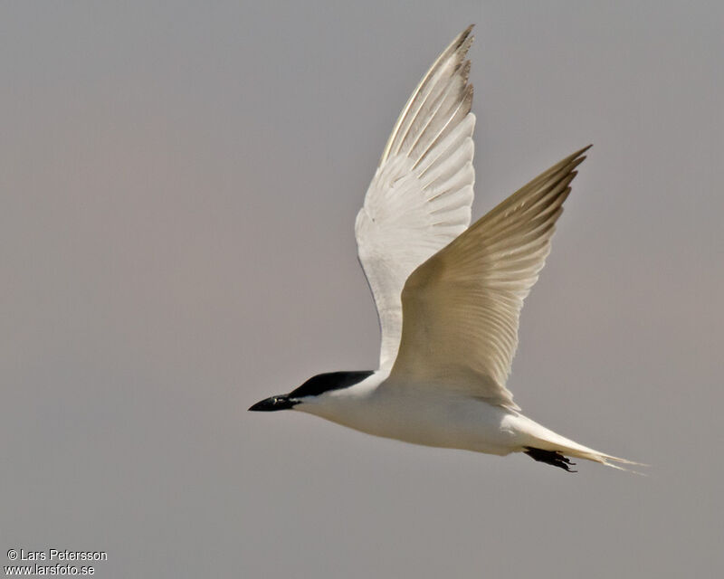 Gull-billed Tern