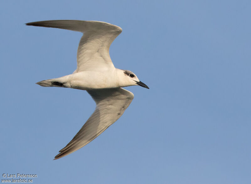 Gull-billed Tern