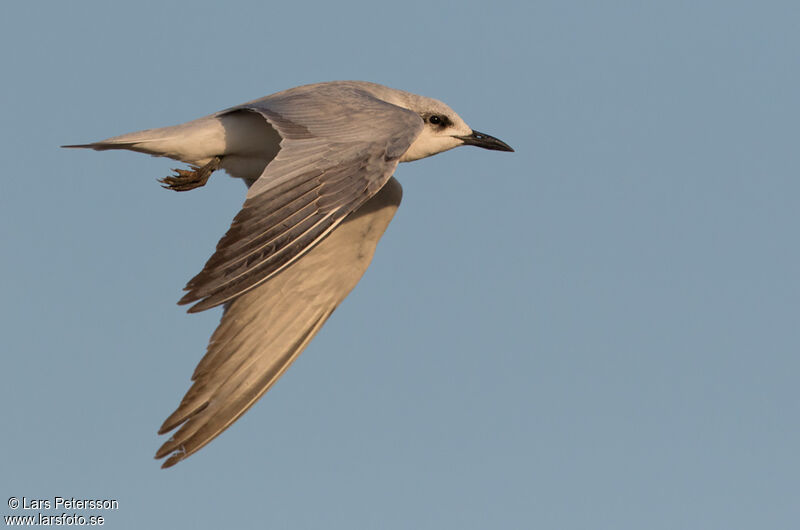 Gull-billed Tern