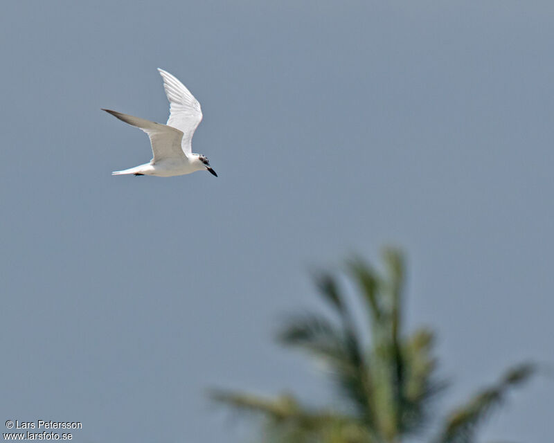 Gull-billed Tern