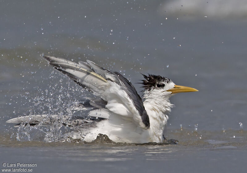 Greater Crested Tern