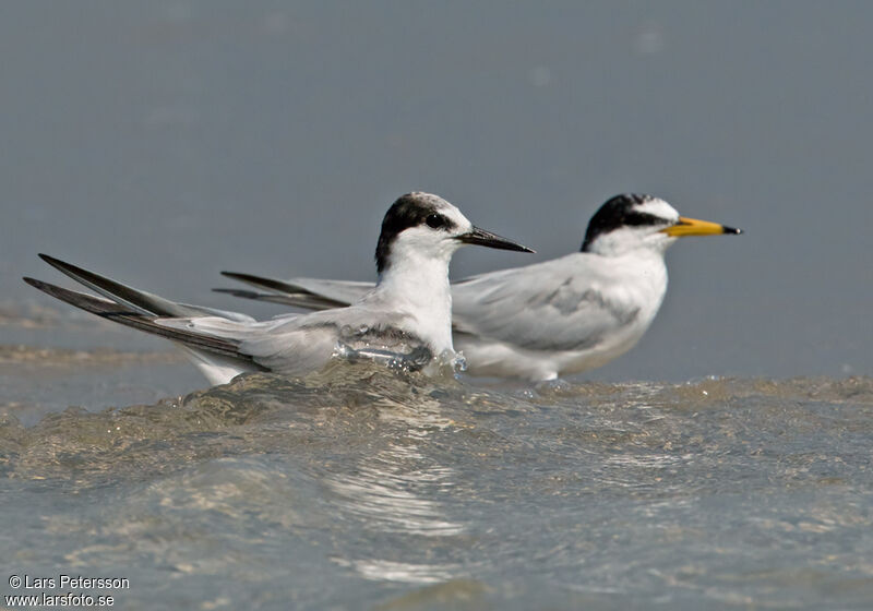 Little Tern